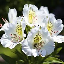 букет с розами, альстромериями и матиолой