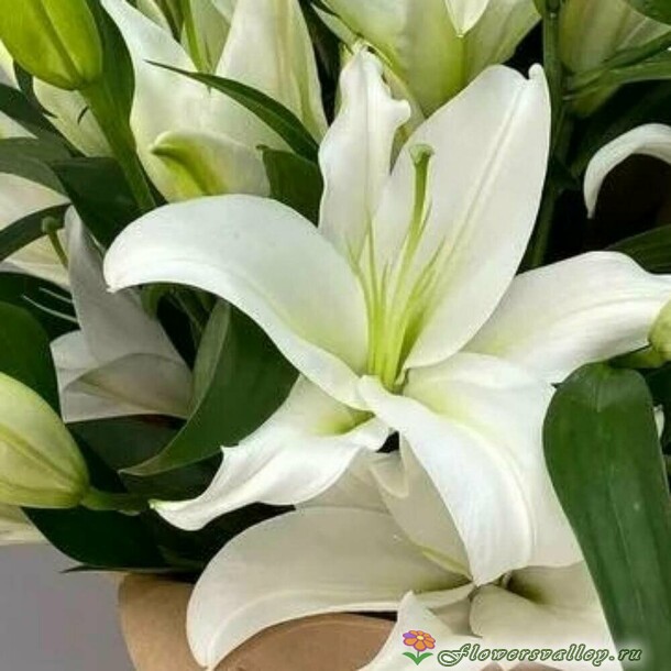 7 белых лилий 