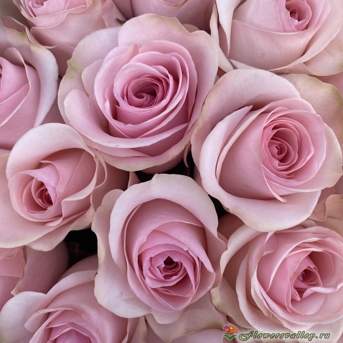 101 роза в коробочке