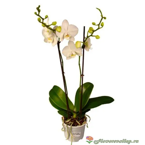 Орхидея фаленопсис белая, 2 цветоноса