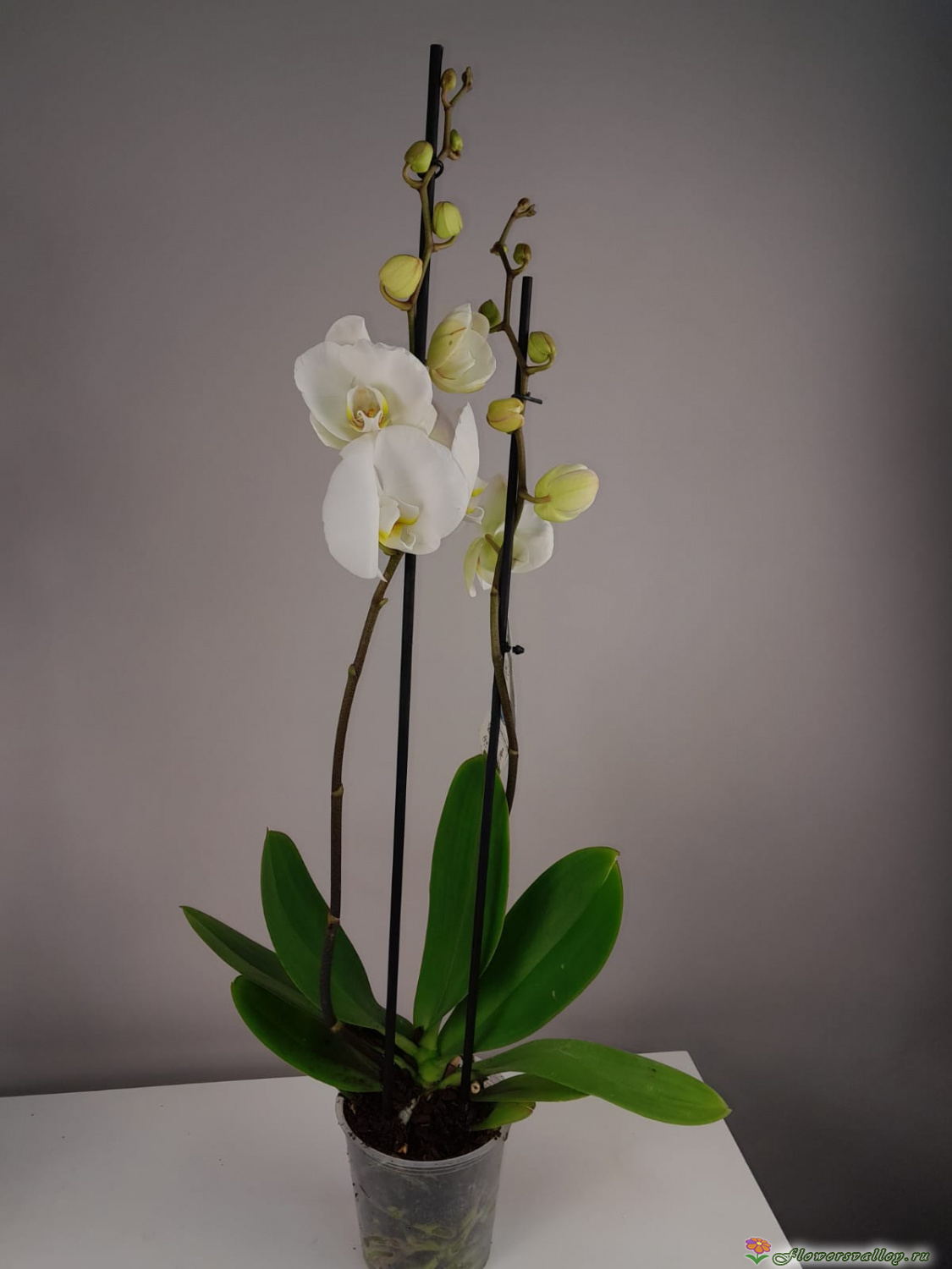 Орхидея фаленопсис белая