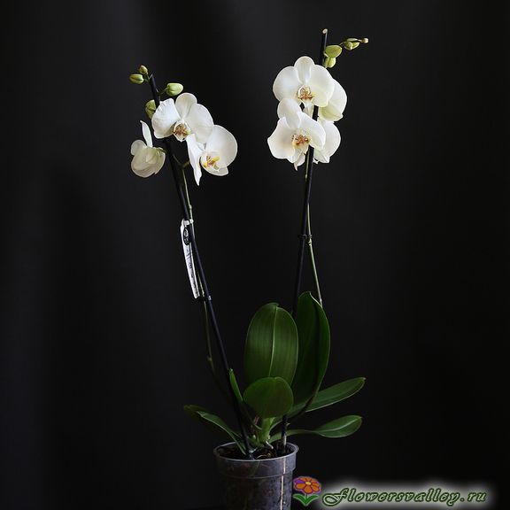 Орхидея фаленопсис белая