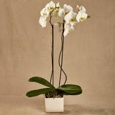 Орхидея фаленопсис белая