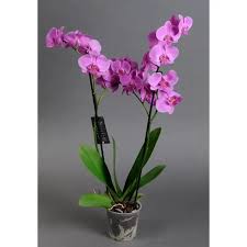 Орхидея фаленопсис розовая, 2 цветоноса