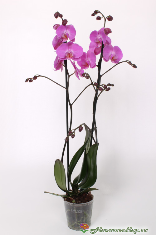 Орхидея фаленопсис розовая, 2 цветоноса