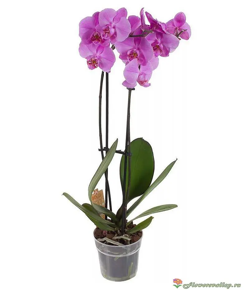 Орхидея фаленопсис розовая, 2 цветоноса