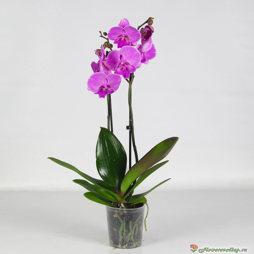 Орхидея фаленопсис розовая, 2 цветоноса