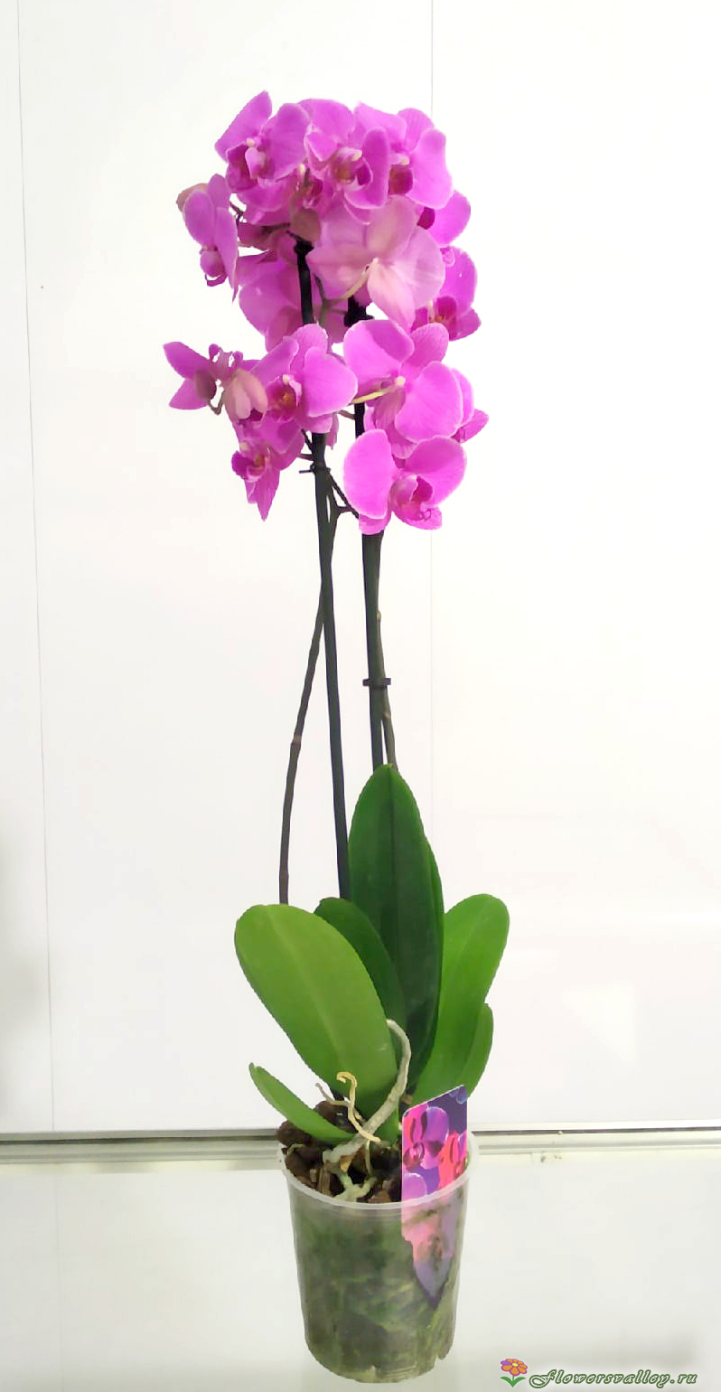 Орхидея фаленопсис розовая, 2 цветоноса