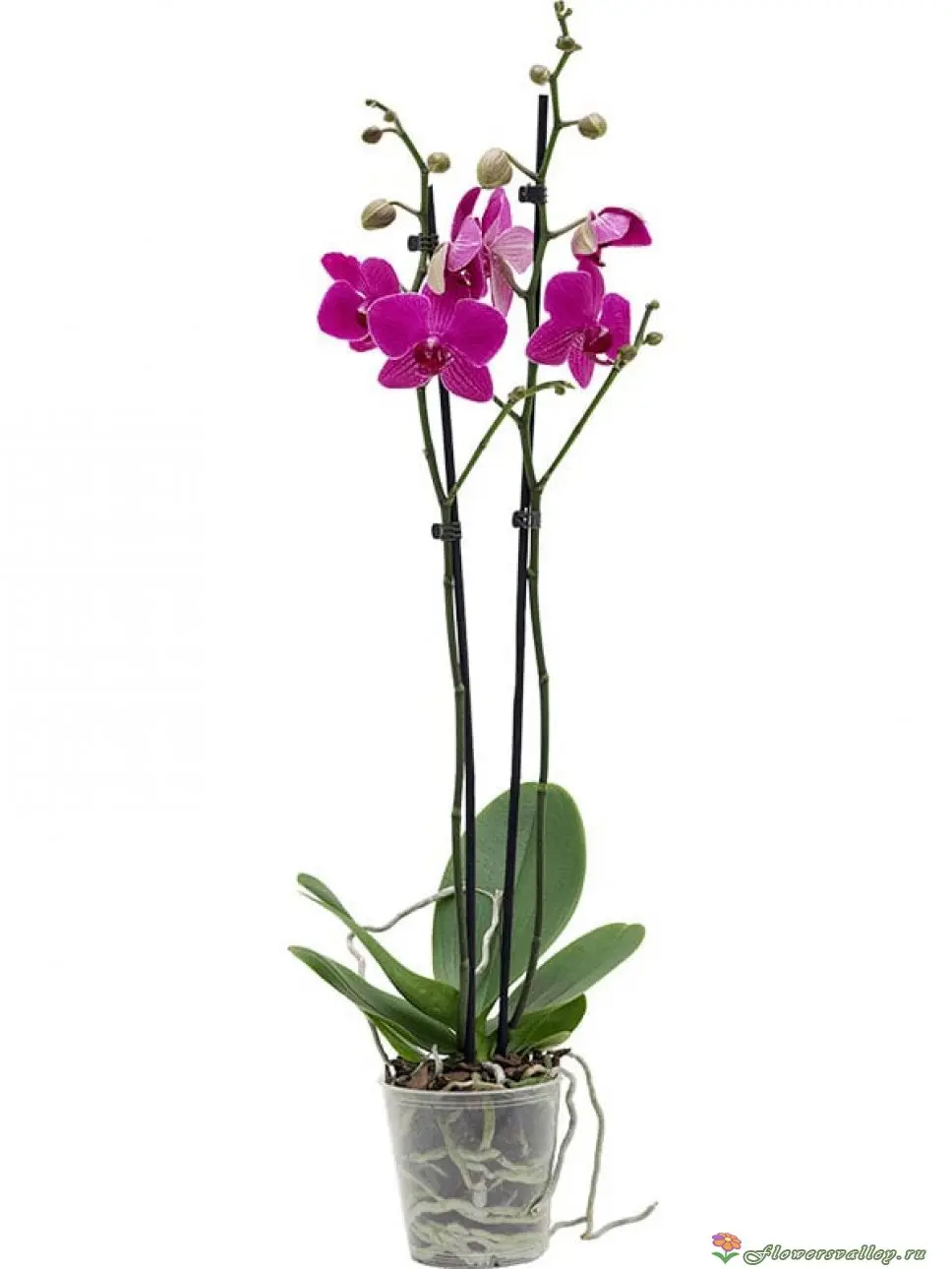 Орхидея фаленопсис сиреневая, 2 цветоноса (лат. Orchidaceae Phalaenopsis),  d 12 | Flowers Valley