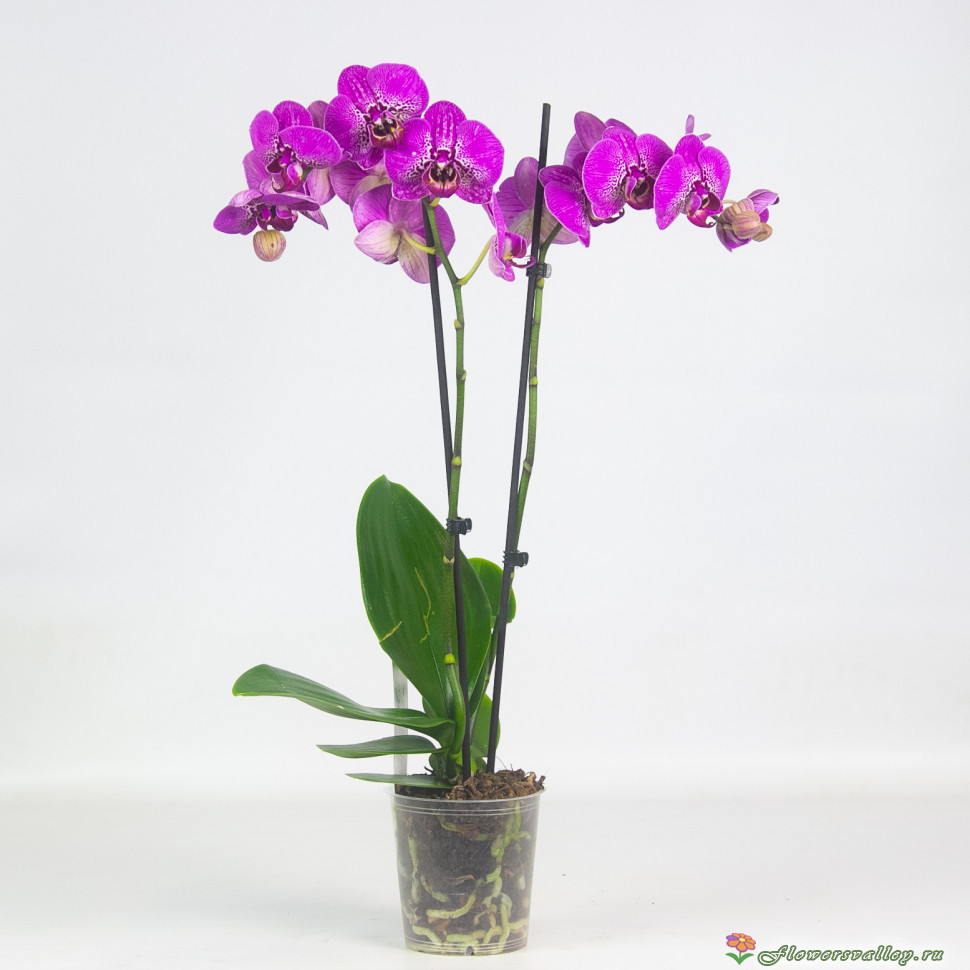 Орхидея фаленопсис сиреневая, 2 цветоноса 