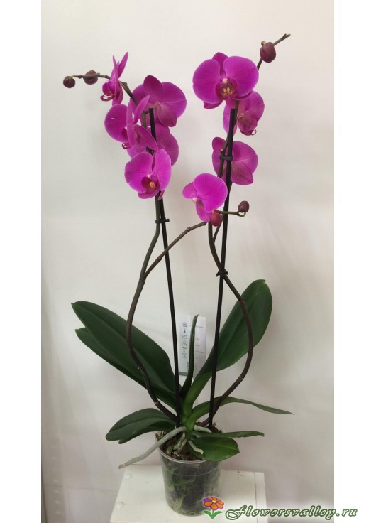 Орхидея фаленопсис сиреневая, 2 цветоноса 