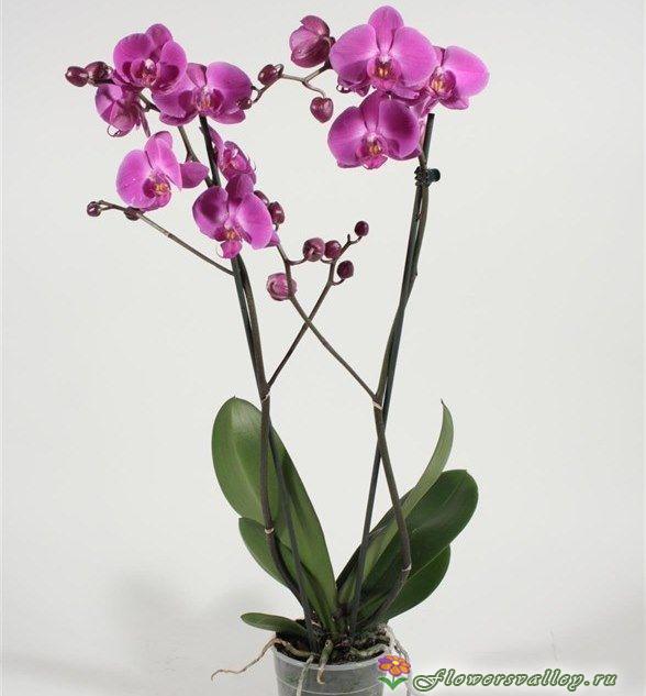 Орхидея фаленопсис сиреневая, 2 цветоноса 