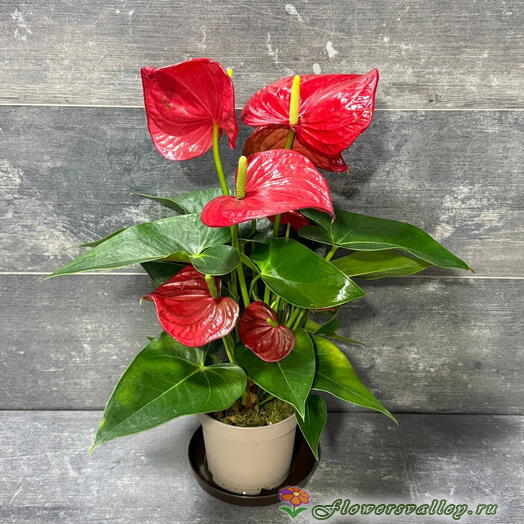 Антуриум (лат. Anthurium), d 12