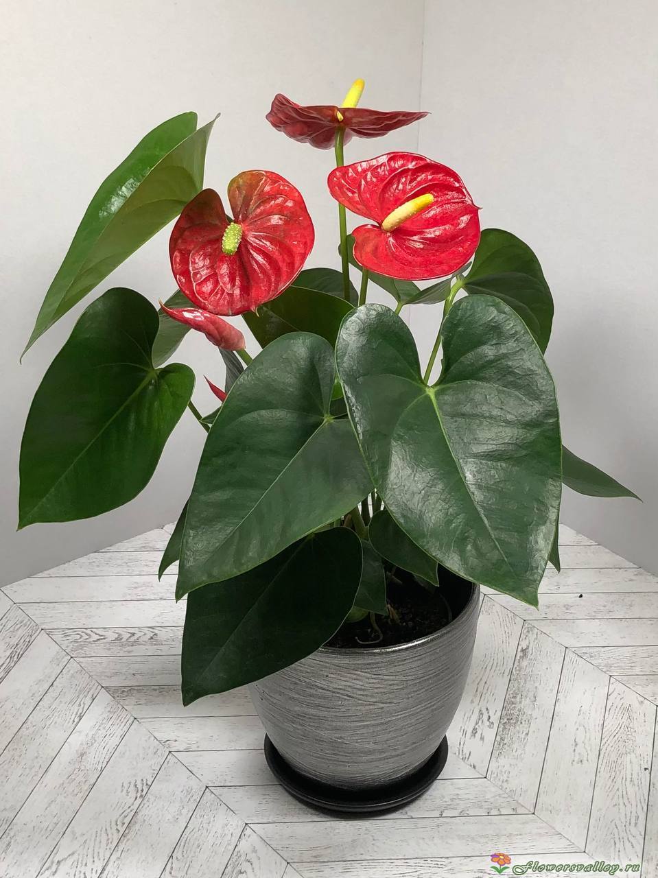 Антуриум (лат. Anthurium), d 12