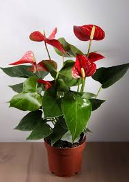 Антуриум (лат. Anthurium), d 12
