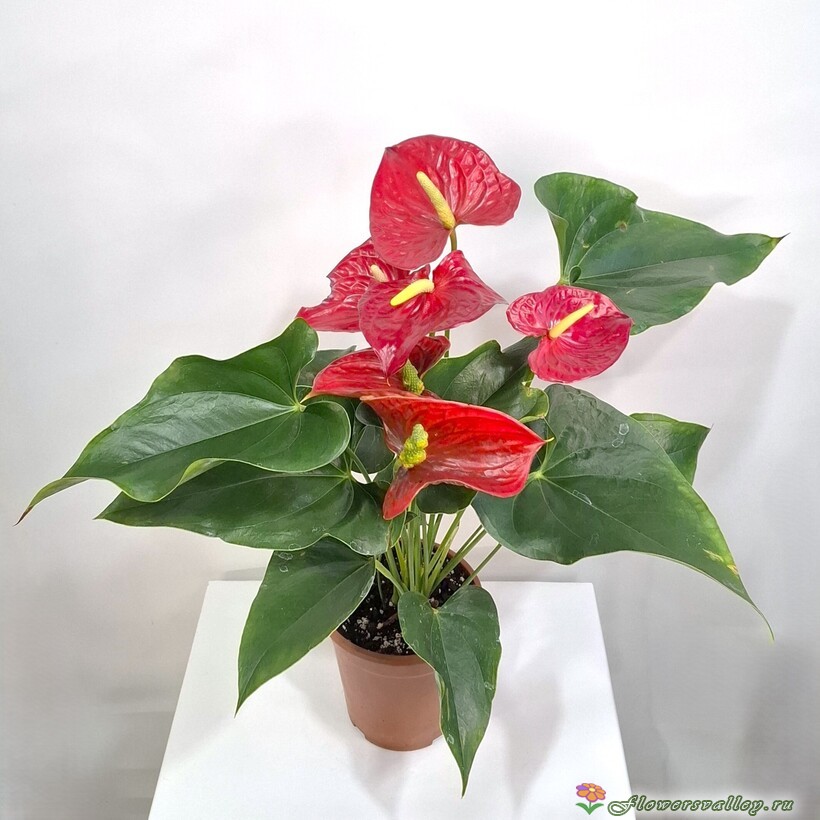 Антуриум (лат. Anthurium), d 12