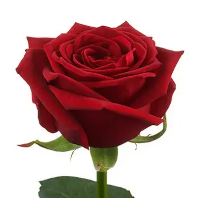 Красная роза сорт "Гран при"