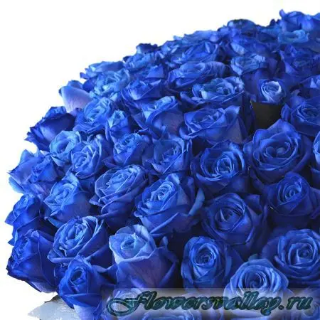Букет 101 синяя роза. Фото 4