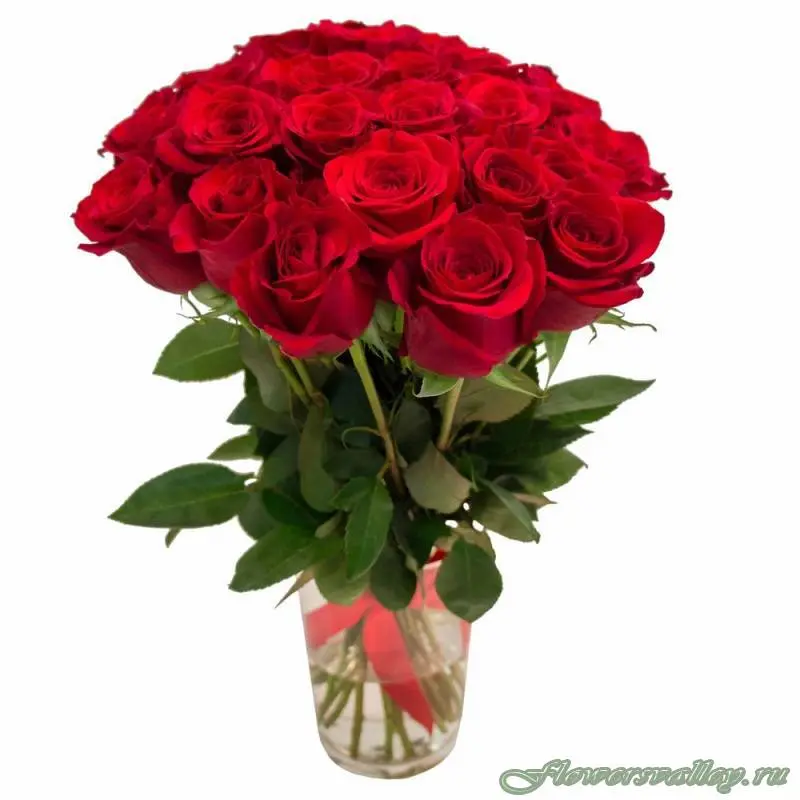 Букет из 25 красных роз (пр-во Эквадор, сорт 