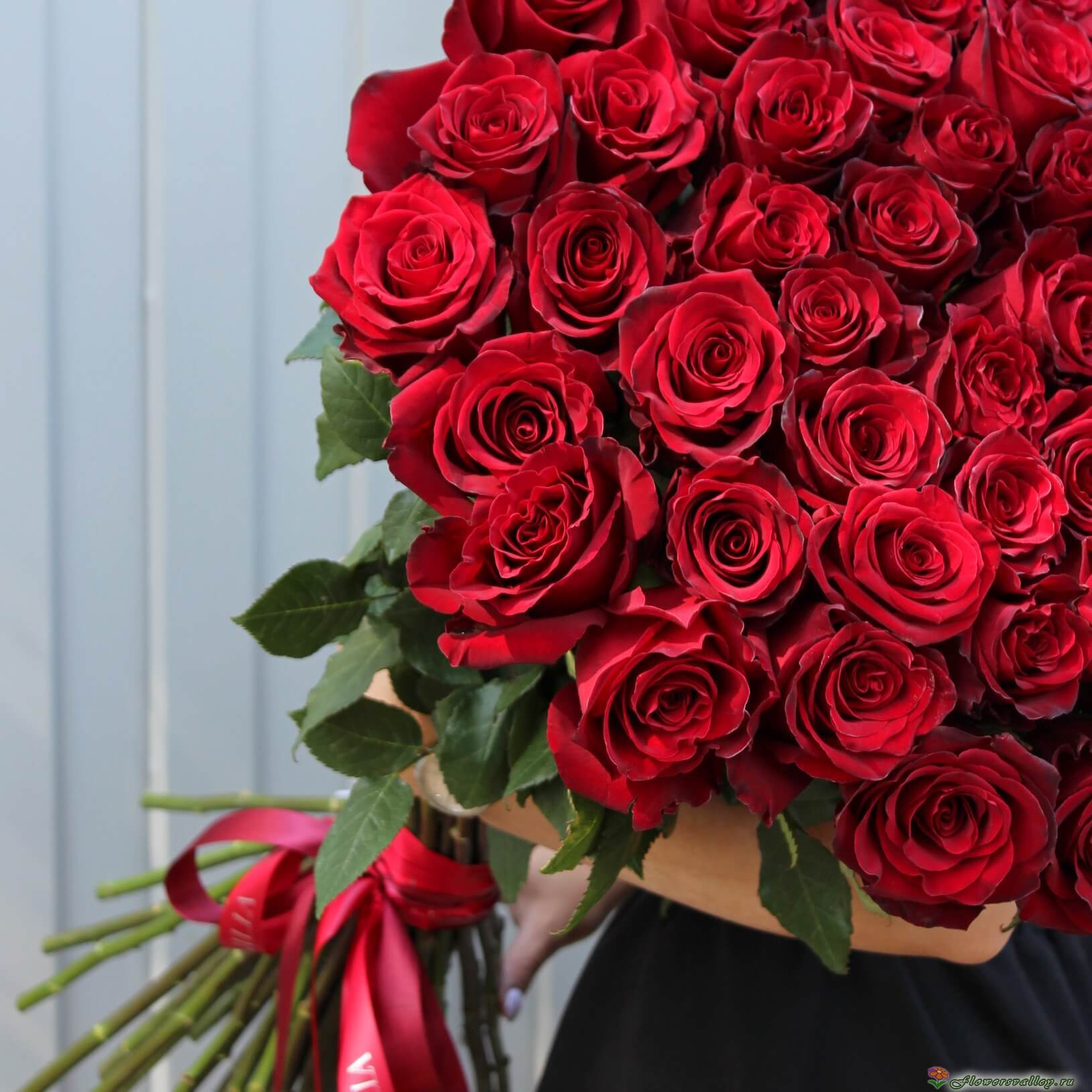Букет из 51 красной розы, сорт "Explorer" (пр-во Эквадор) Главная Товары Букет из 51 красной розы, с