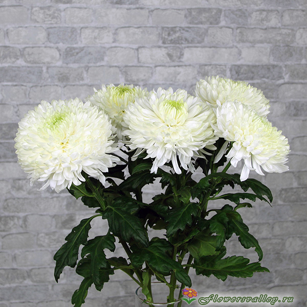 Хризантема магнум