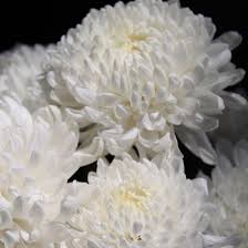 Хризантема магнум