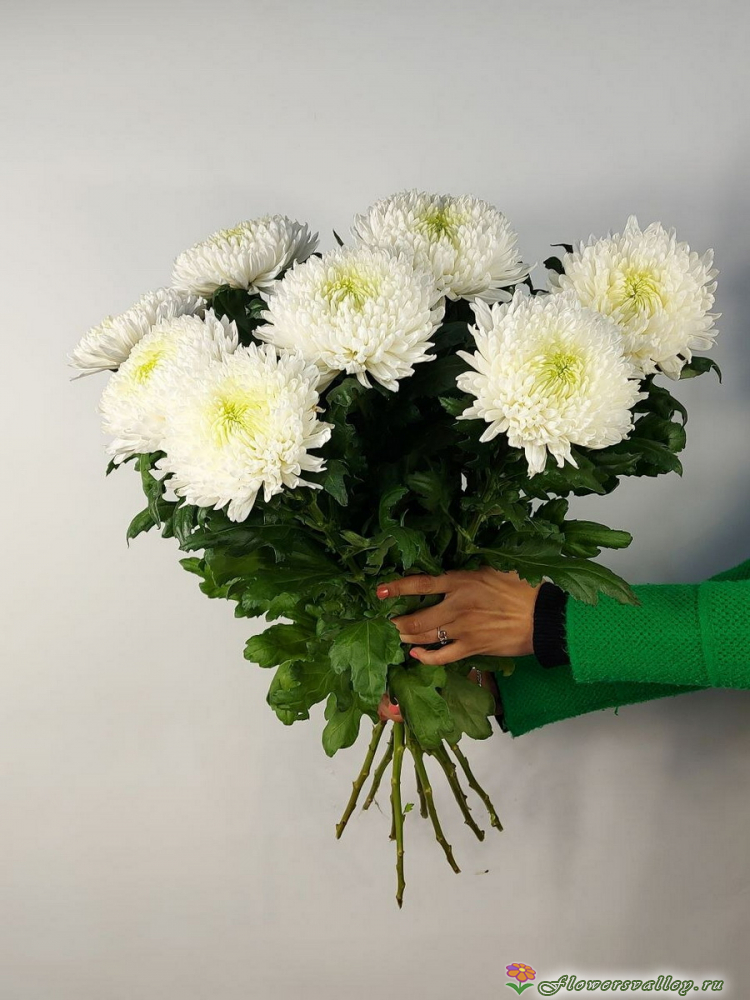 Хризантема магнум