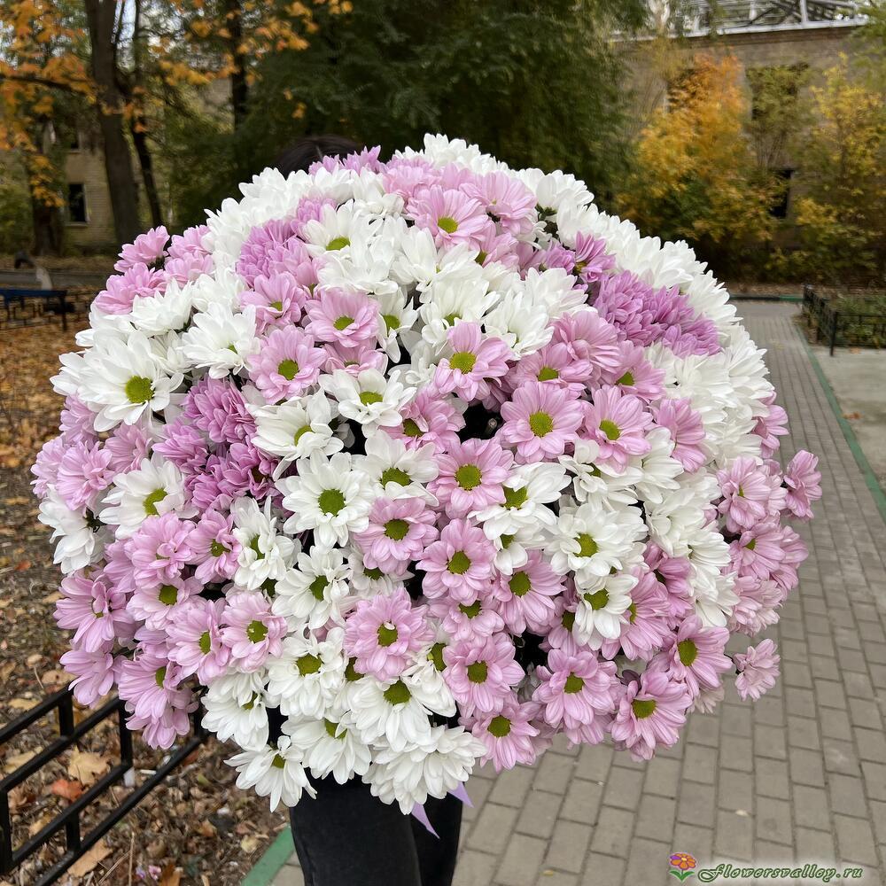 51 хризантема микс