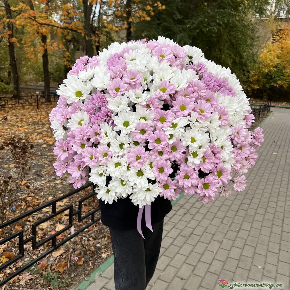 51 хризантема микс