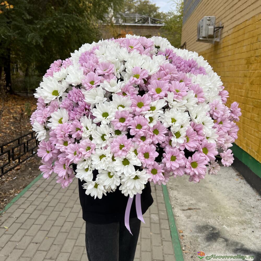 51 хризантема микс