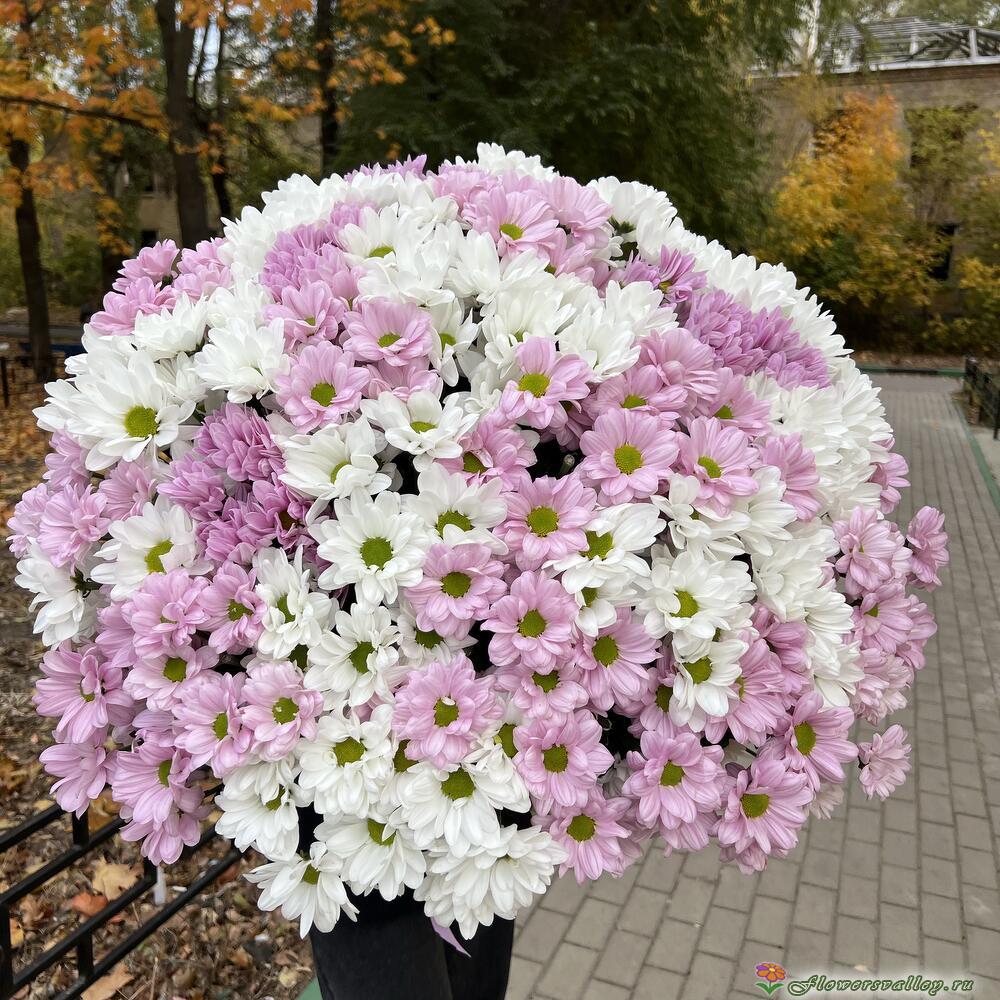 51 хризантема микс