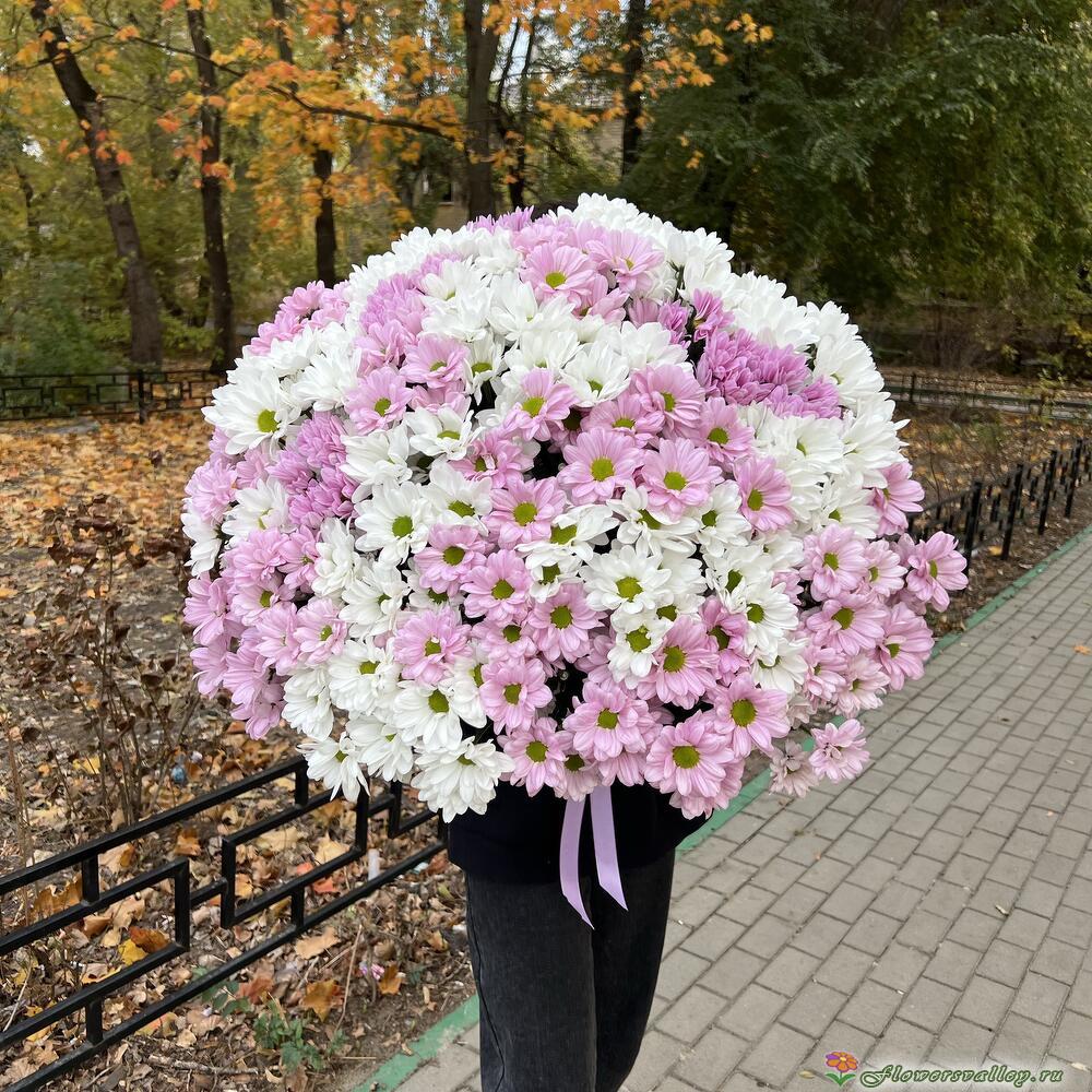 51 хризантема микс