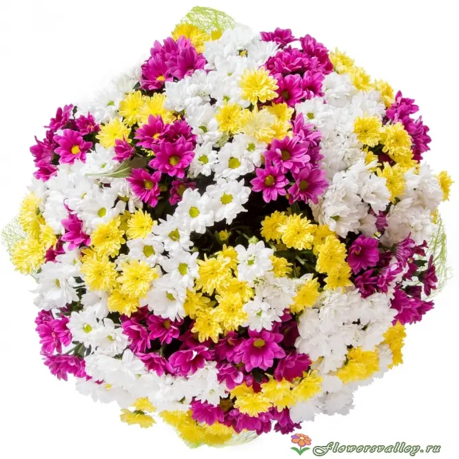 Букет разноцветных хризантемы. Белый, желтый, розовый цвет. Вид сверху.