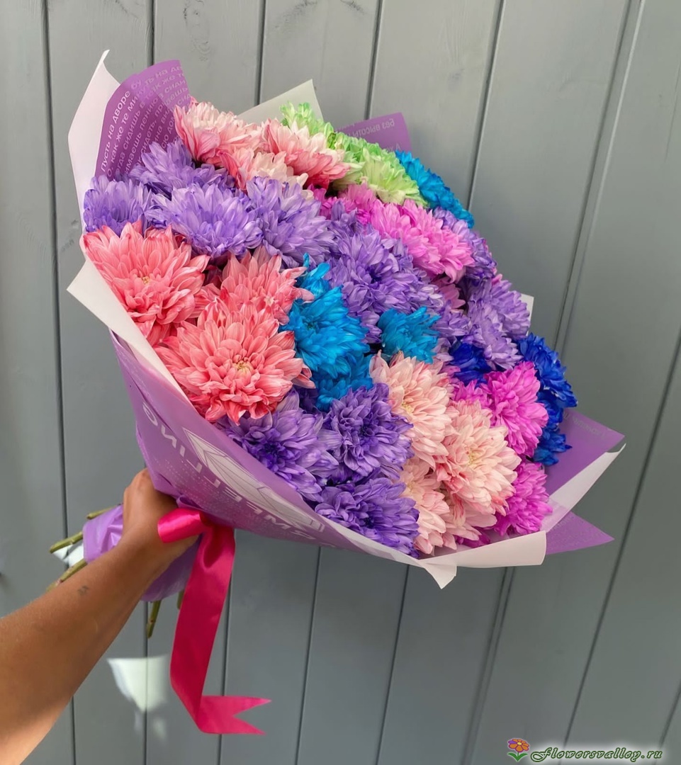 хризантема крашенная фото 3