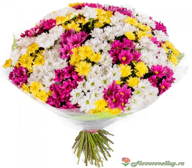 Букет разноцветных хризантемы. Белый, желтый, розовый цвет.