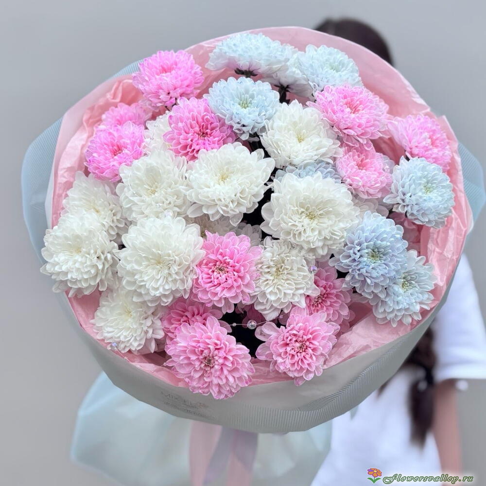 хризантема крашенная