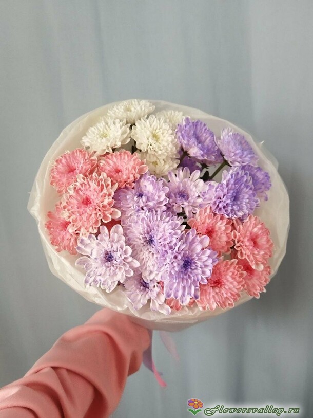 хризантема крашенная