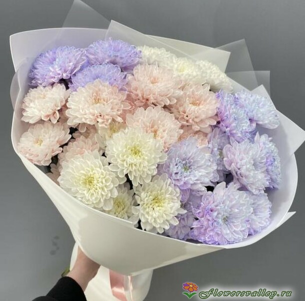 хризантема крашенная