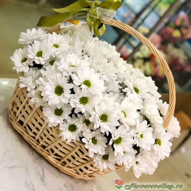 хризантема в корзине