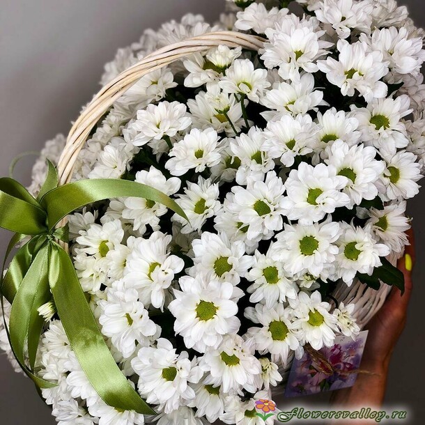 хризантема в корзине