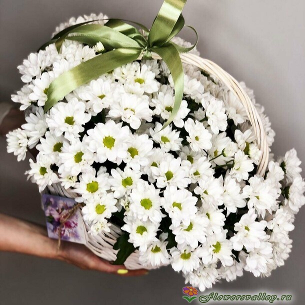 хризантема в корзине