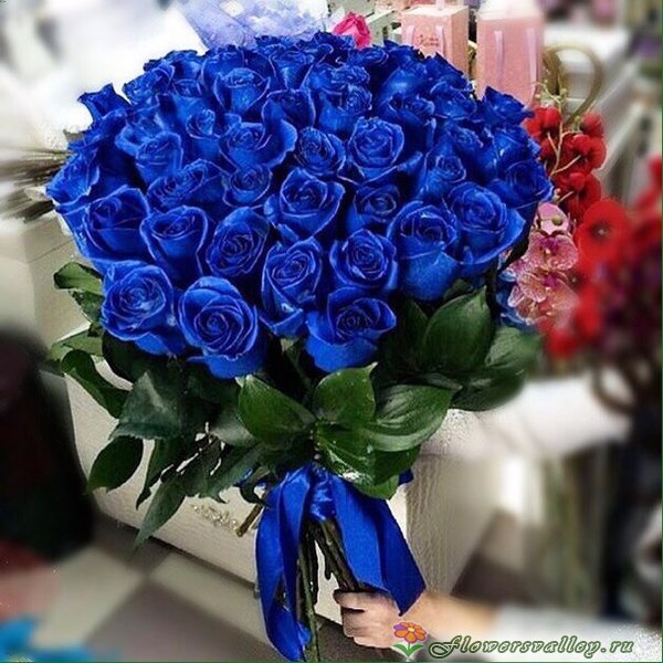 51 синяя роза