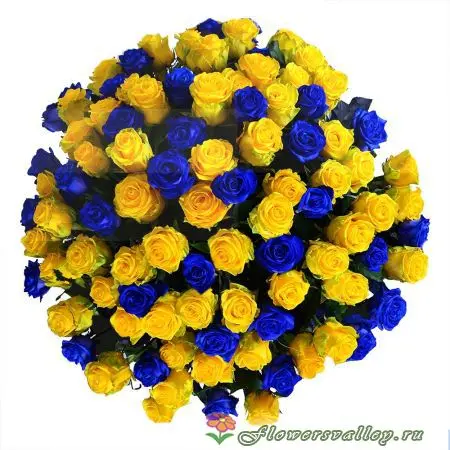 Букет из 101 желтой и синей розы. Фото 2