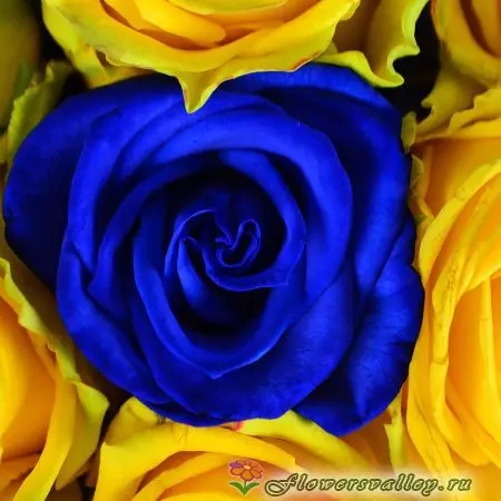 Букет из 101 желтой и синей розы. Фото 3