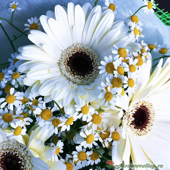 букет с герберами и ромашками