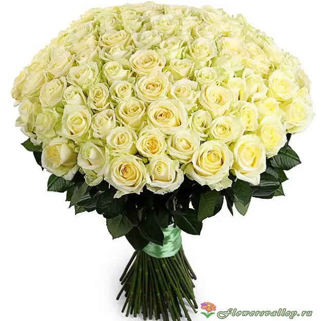 Букет из 101 белой розы сорт "Аваланш "