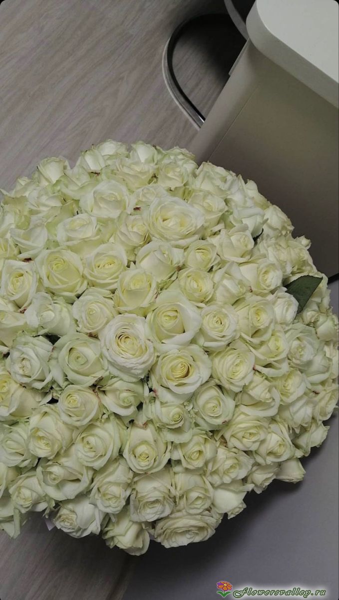 101 Роза белая Аваланш