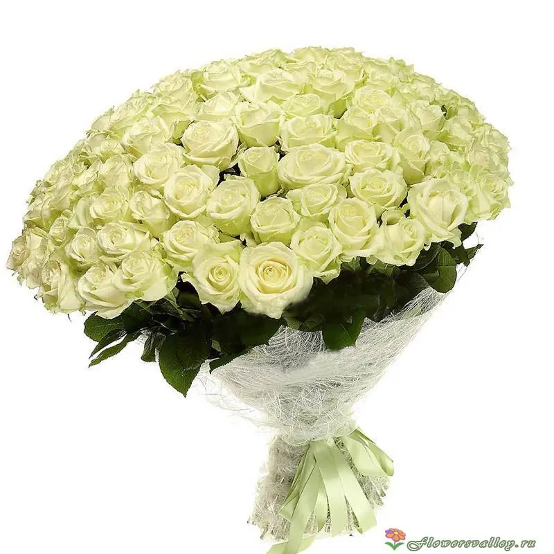 Букет из 101 белой розы сорт "Аваланш ". Фото 2