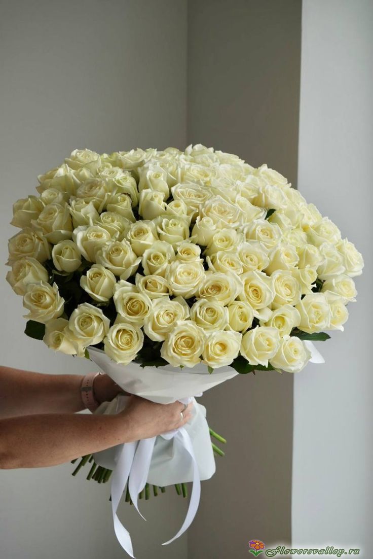 101 Роза белая Аваланш