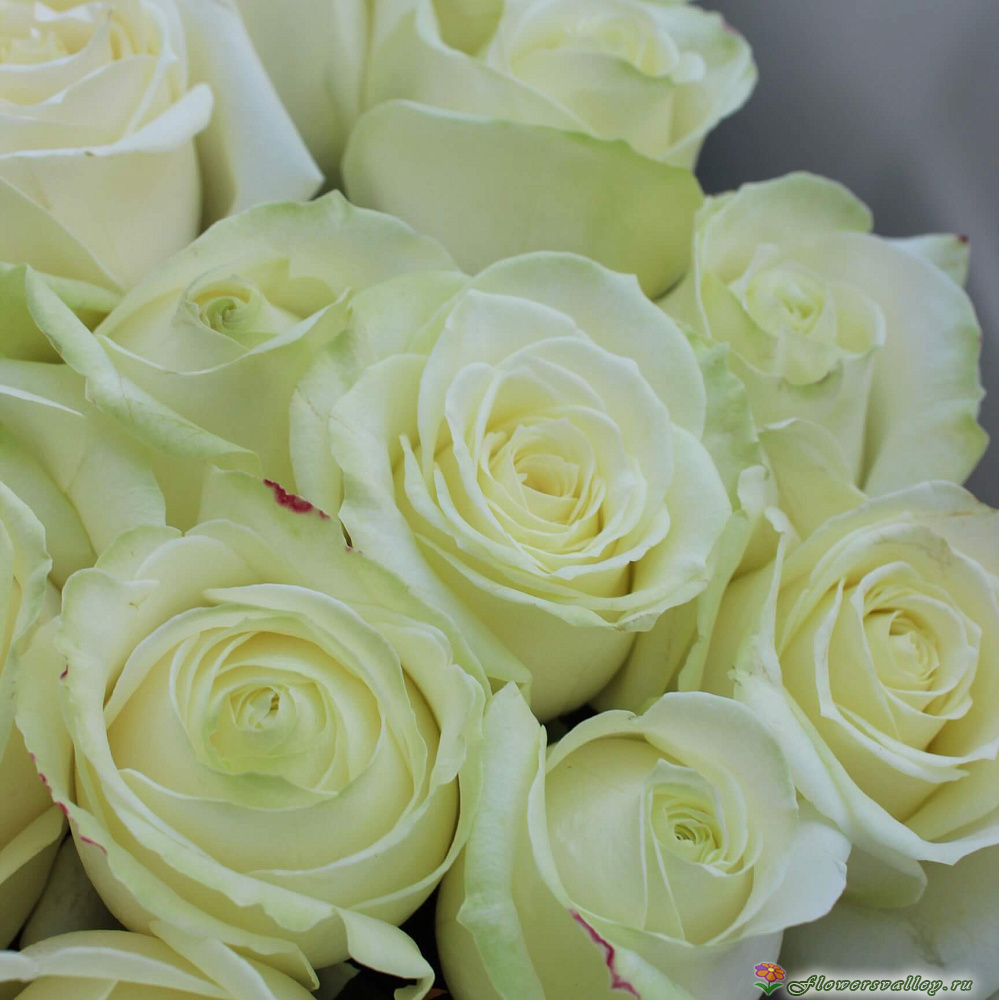 Аваланш 51 штука